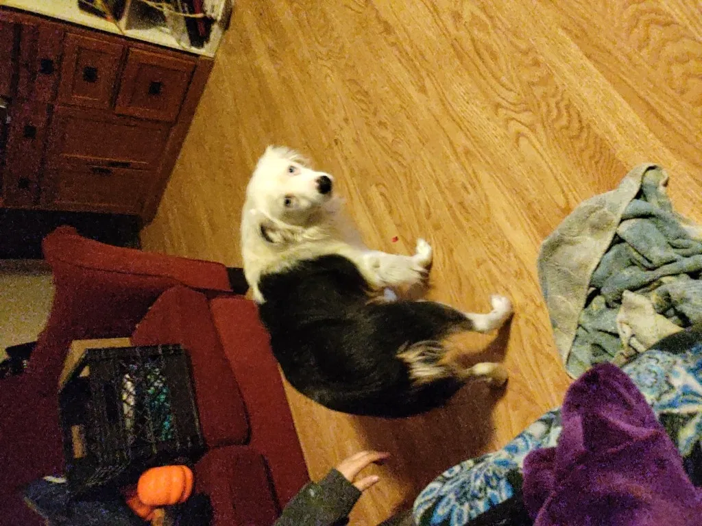 Lost dog in Centralia, WA, 98531