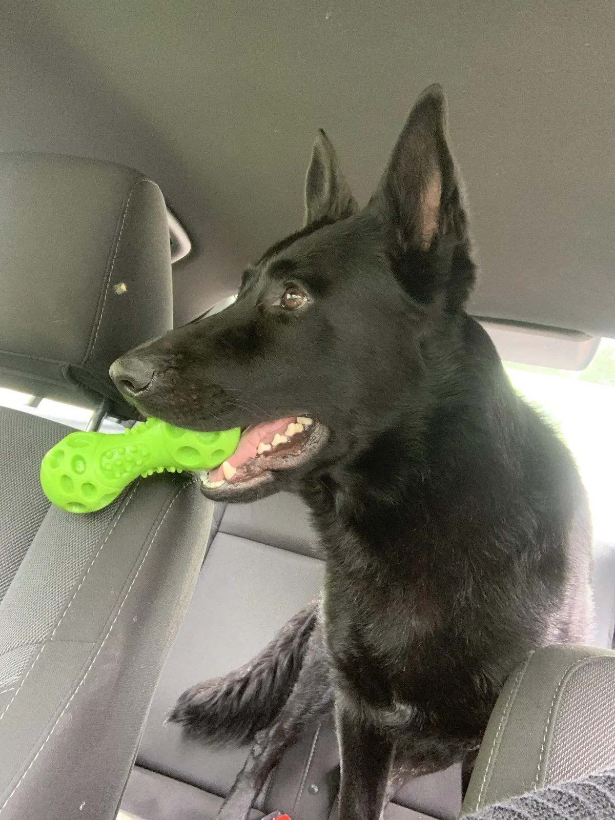 Lost dog in Cincinnati, OH, 45231