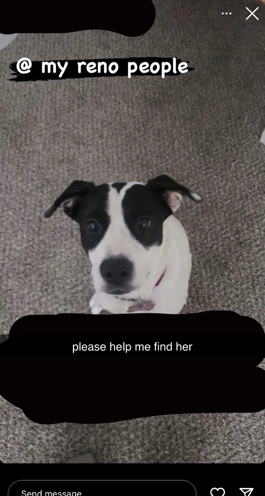 Lost dog in Reno, NV, 89503