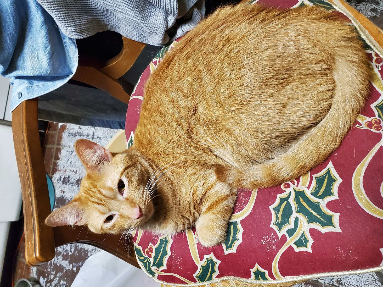 Lost cat in Burlington, NJ, 8016