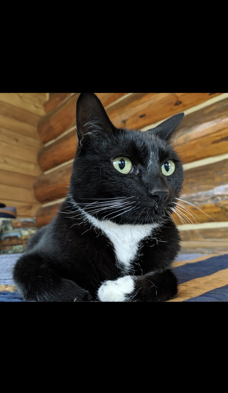 Lost cat in Priest River, ID, 83856