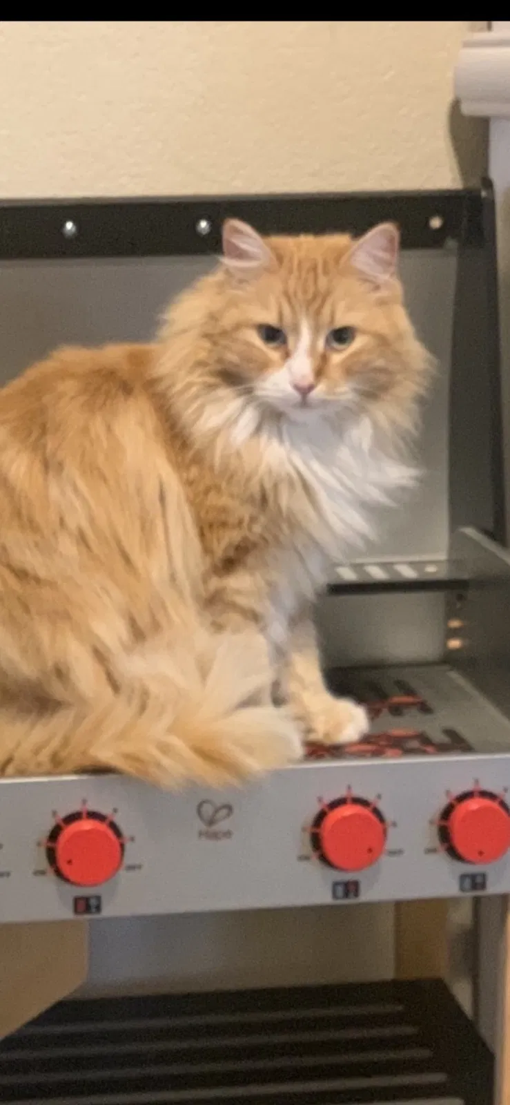 Lost cat in Montrose, CO, 81401
