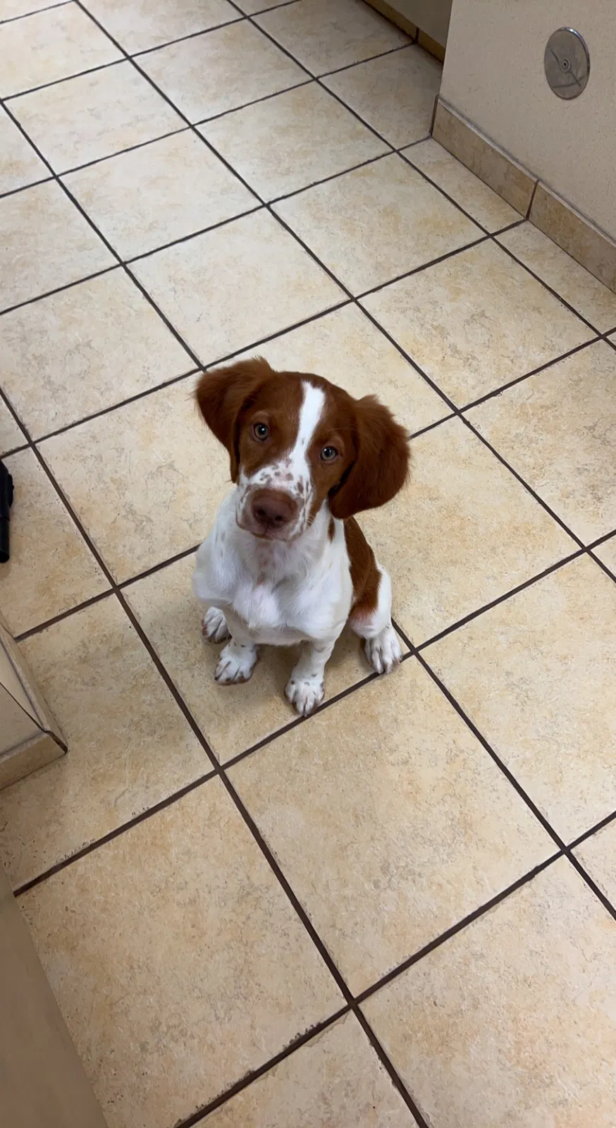 Lost dog in Wichita, KS, 67216