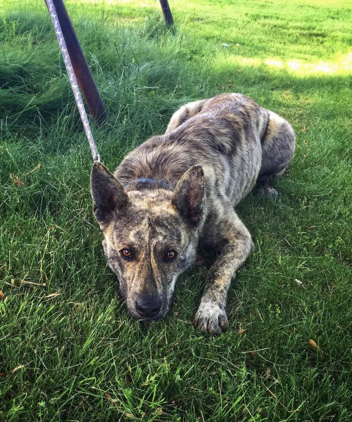 Lost dog in Athens, AL, 35611