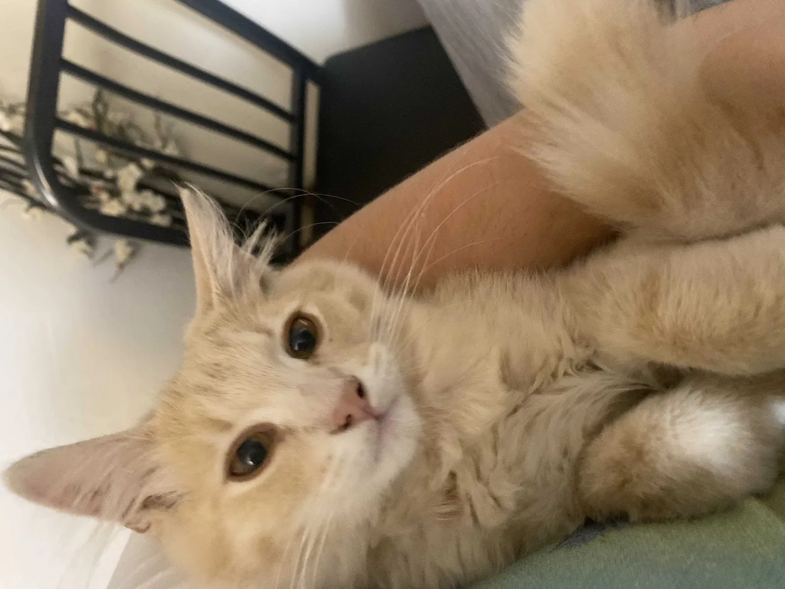 Lost cat in Los Angeles, CA, 90032