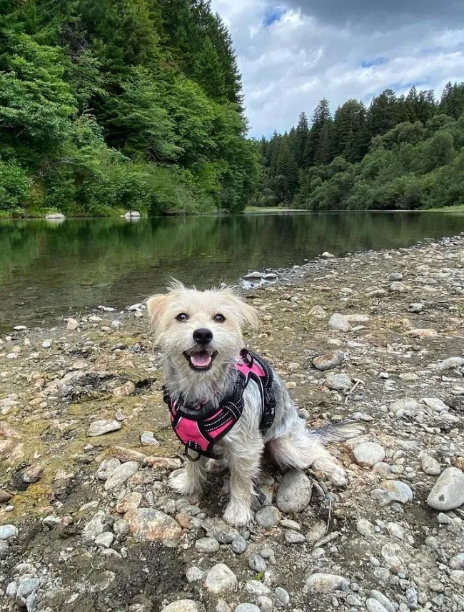 Lost dog in Escondido, CA, 92027