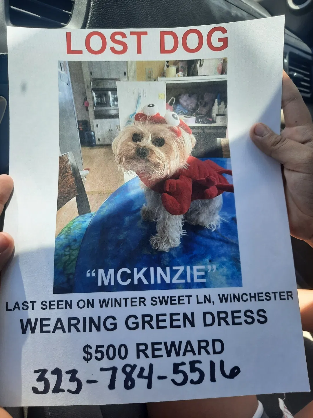 Lost dog in Winchester, CA, 92596