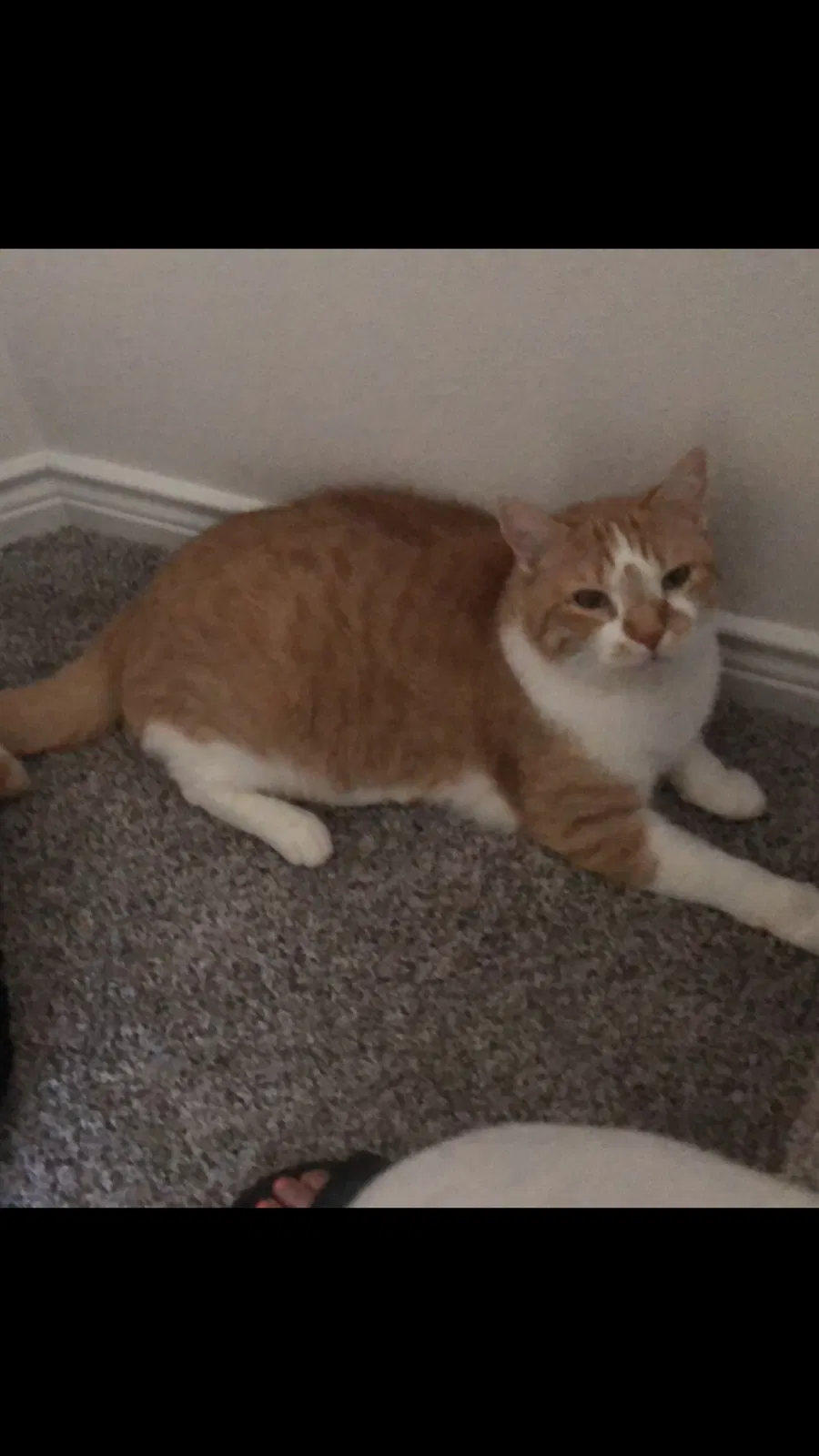 Lost cat in Caddo Mills, TX, 75135