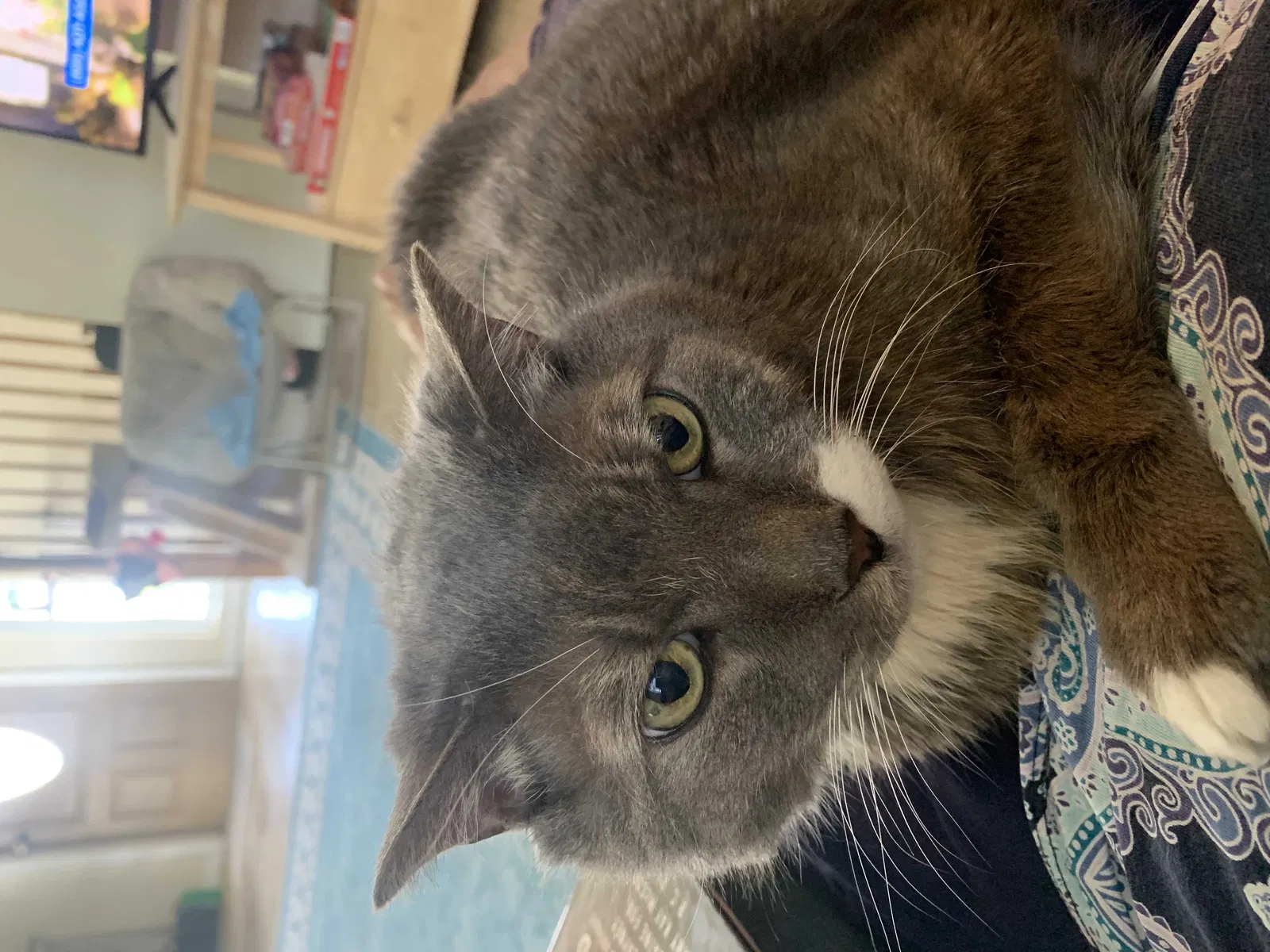 Lost cat in Saint Petersburg, FL, 33701