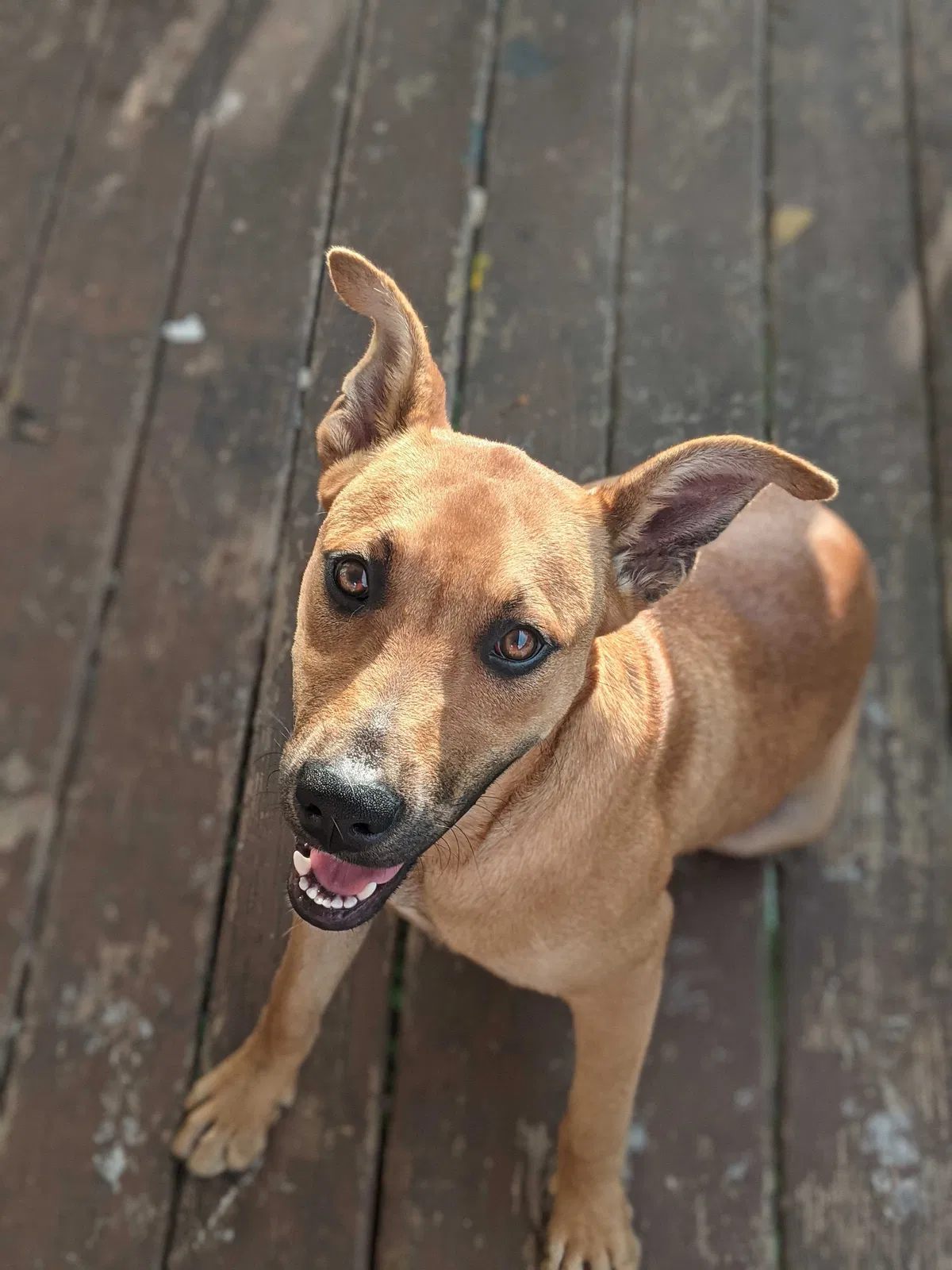Lost dog in Little Rock, AR, 72206