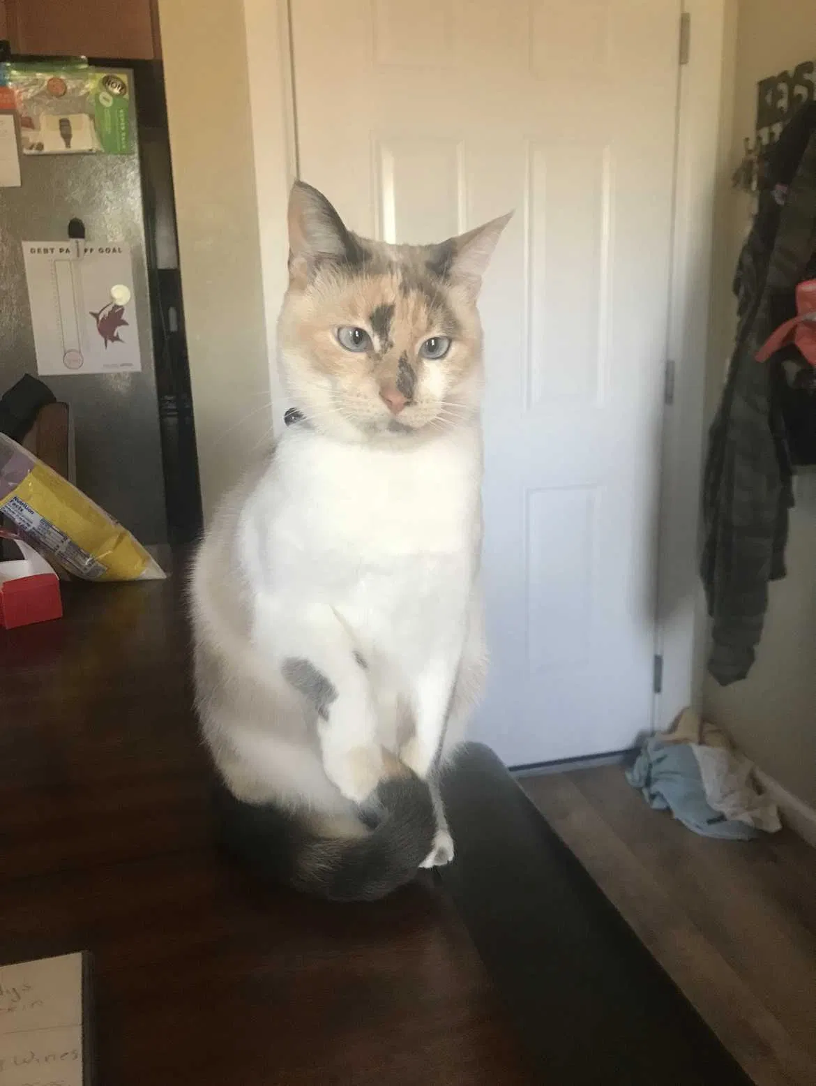 Lost cat in Rio Rancho, NM, 87124