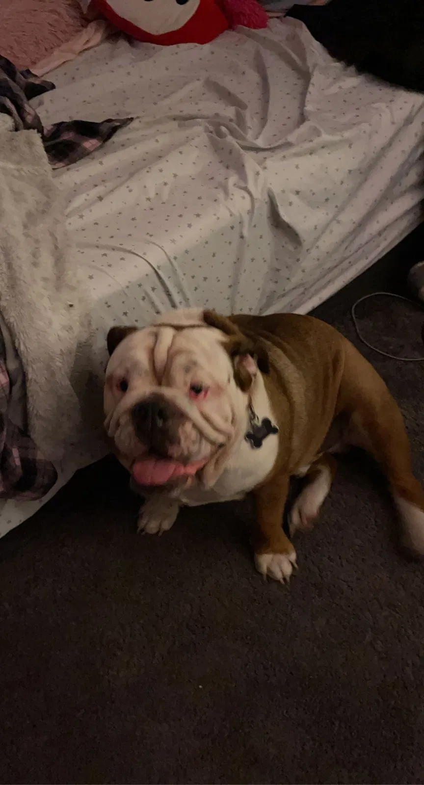 Lost dog in Los Angeles, CA, 90061