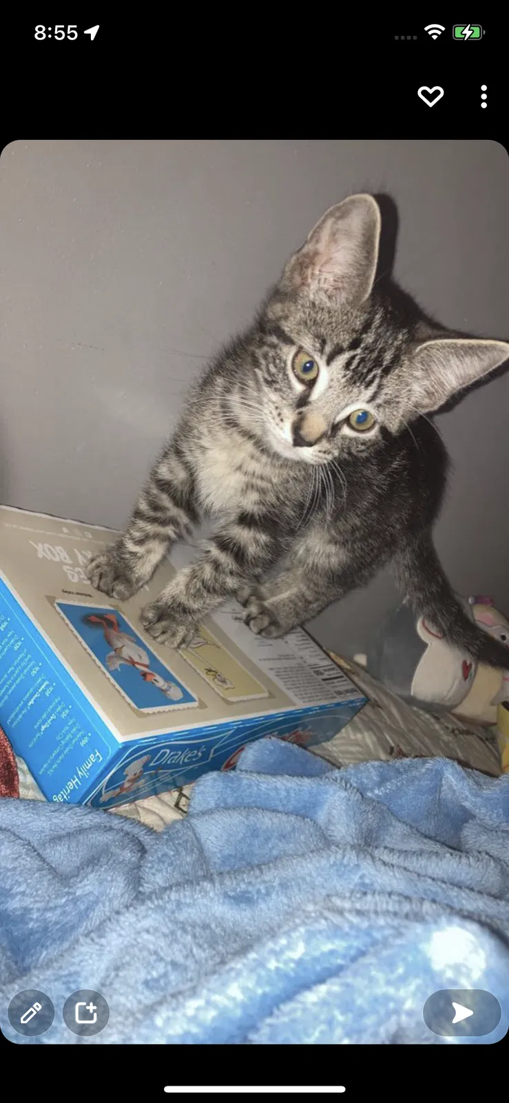 Lost cat in Adams, MA, 1220