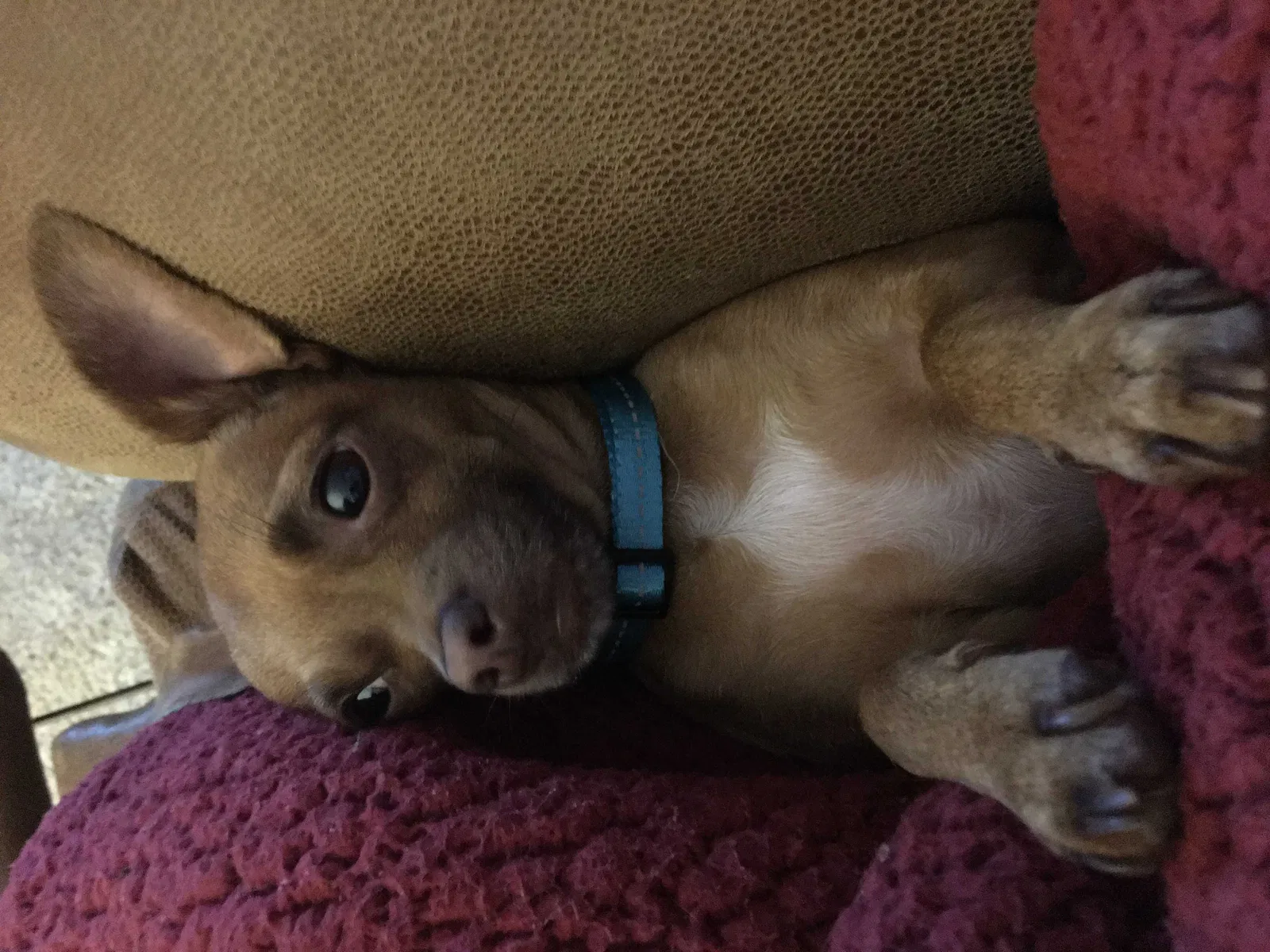 Lost dog in Hickory, NC, 28602