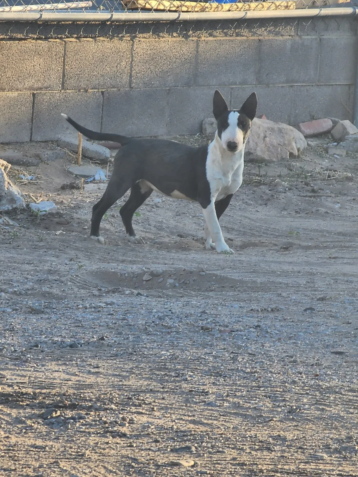 Lost dog in El Paso, TX, 79905