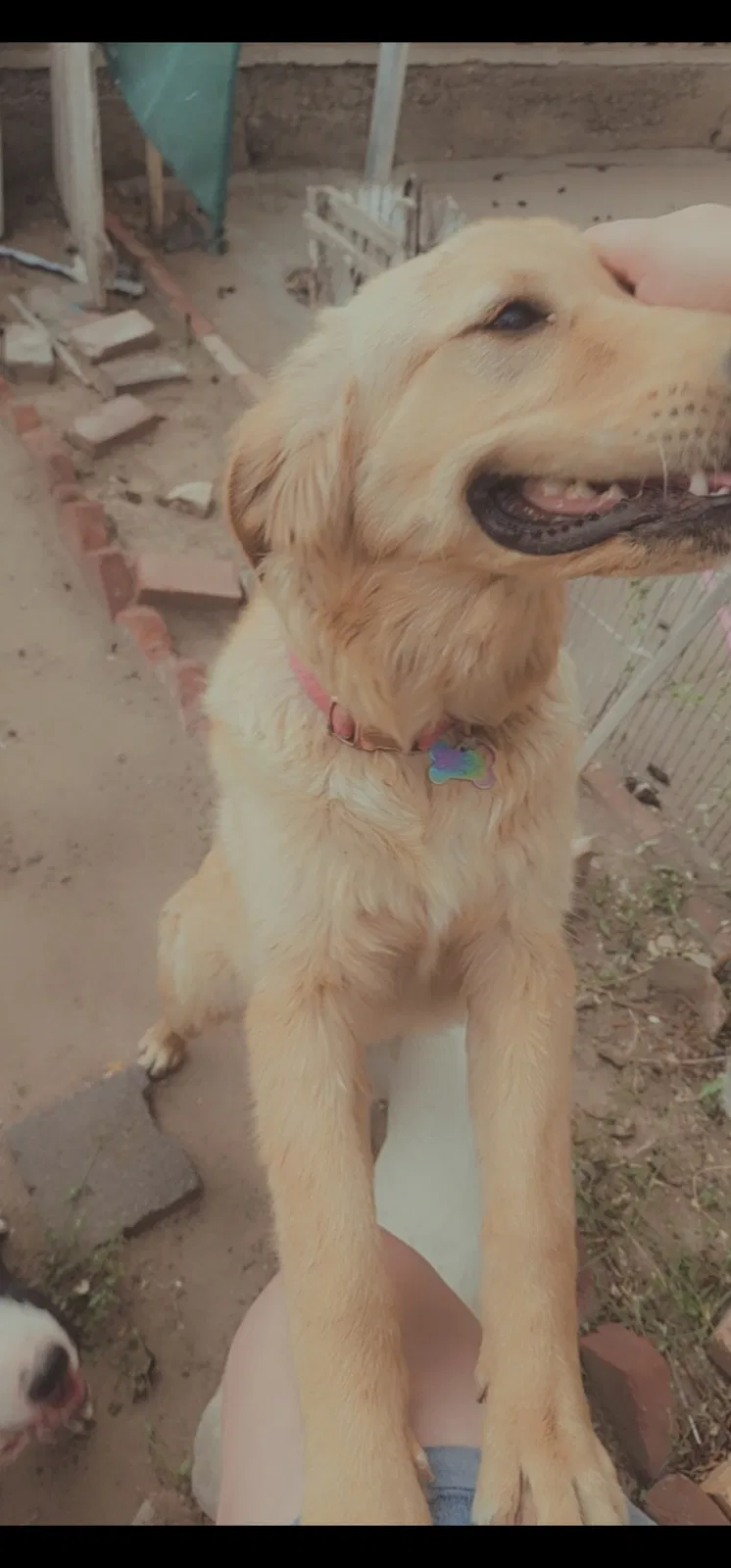 Lost dog in El Paso, TX, 79905