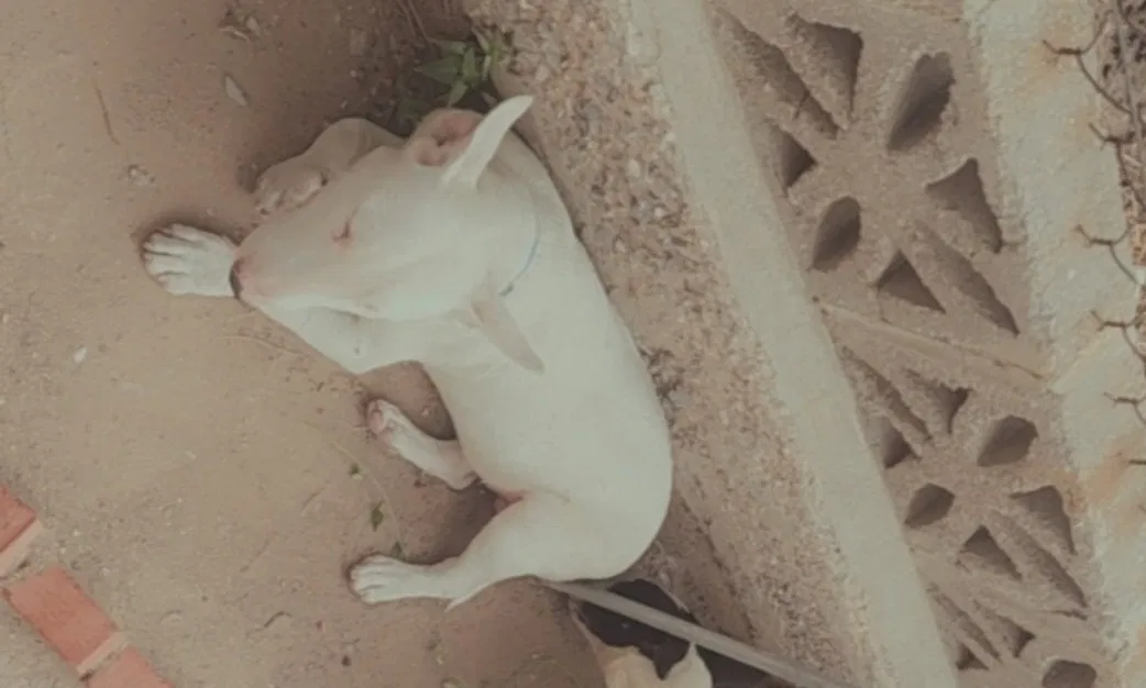 Lost dog in El Paso, TX, 79905