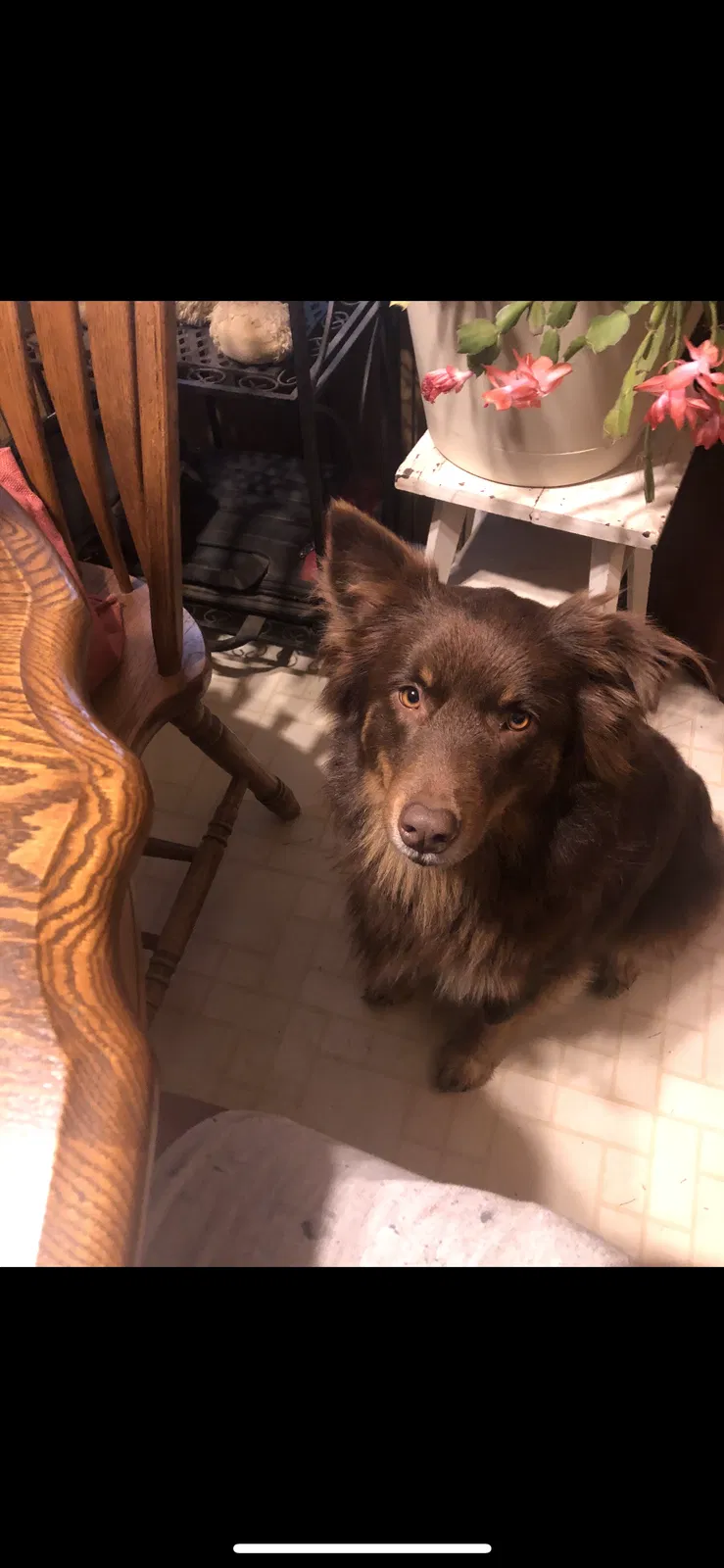 Lost dog in West Columbia, SC, 29172