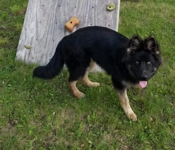 Lost dog in Dallas Center, IA, 50063