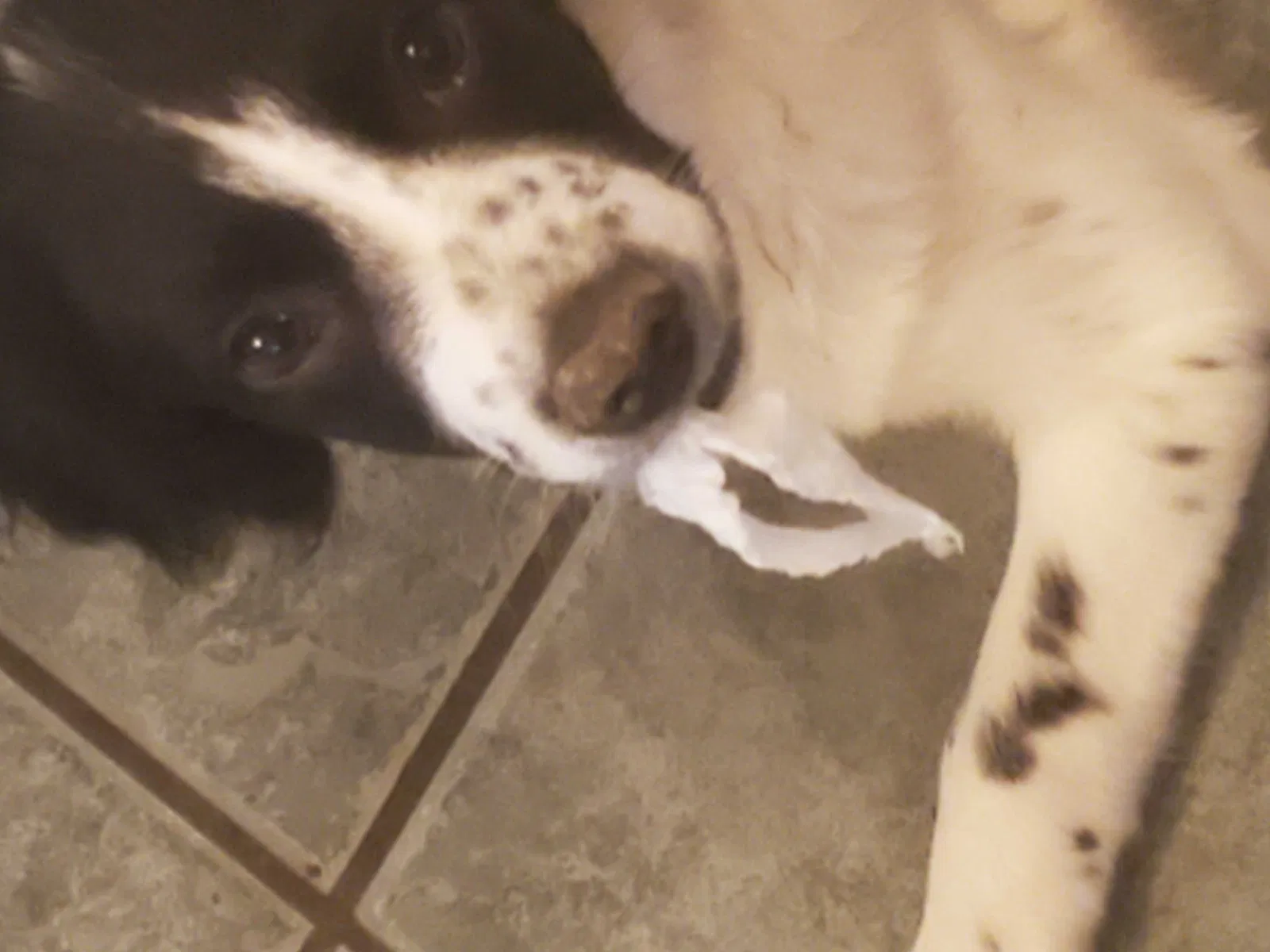 Lost dog in Baton Rouge, LA, 70817