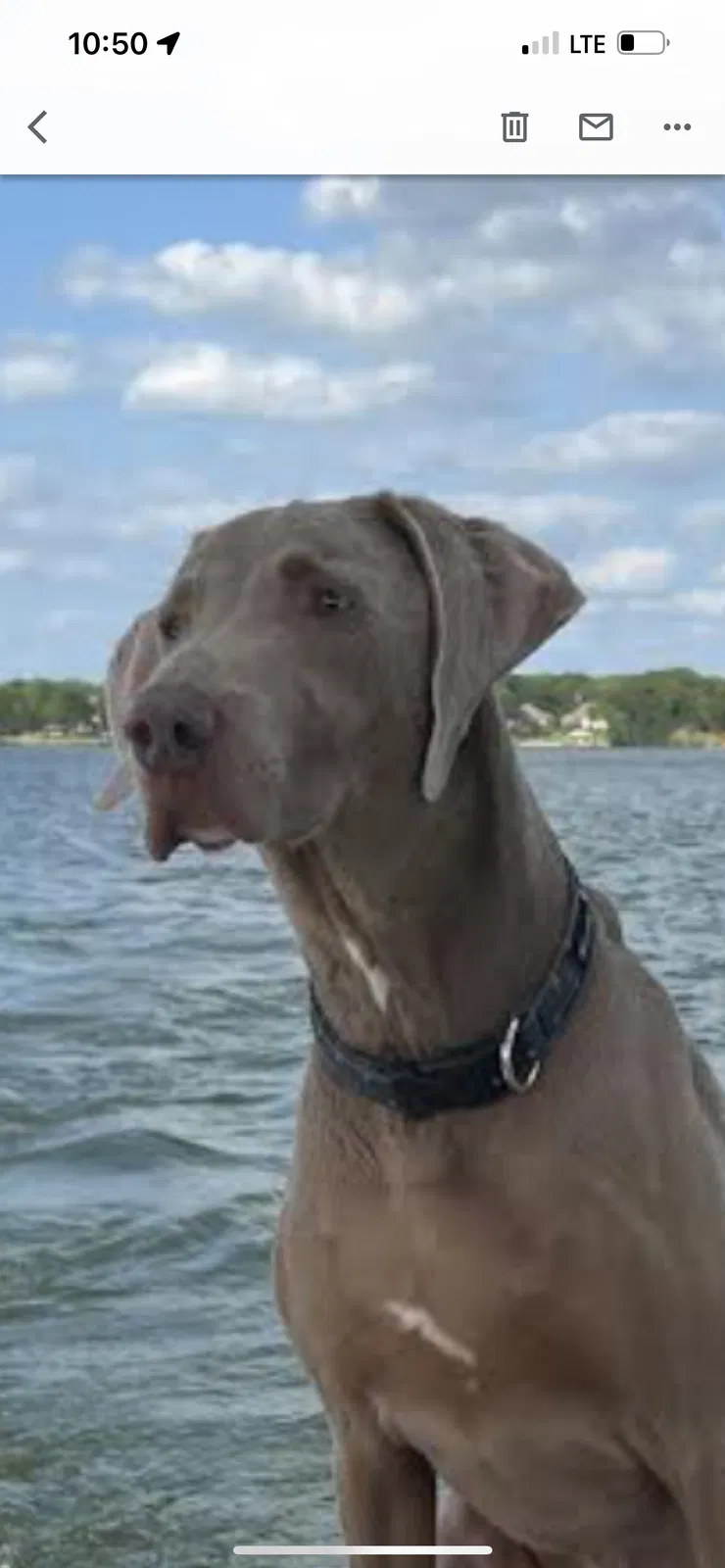 Lost dog in Trinidad, TX, 75163