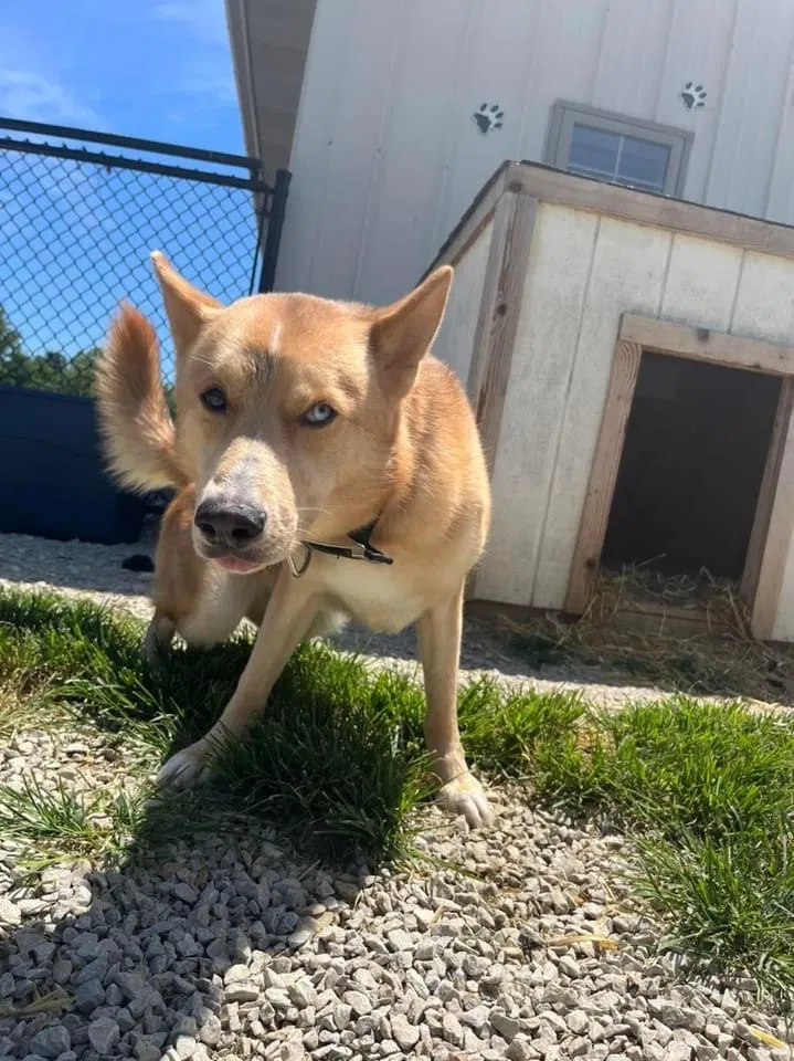 Lost dog in Indianapolis, IN, 46237