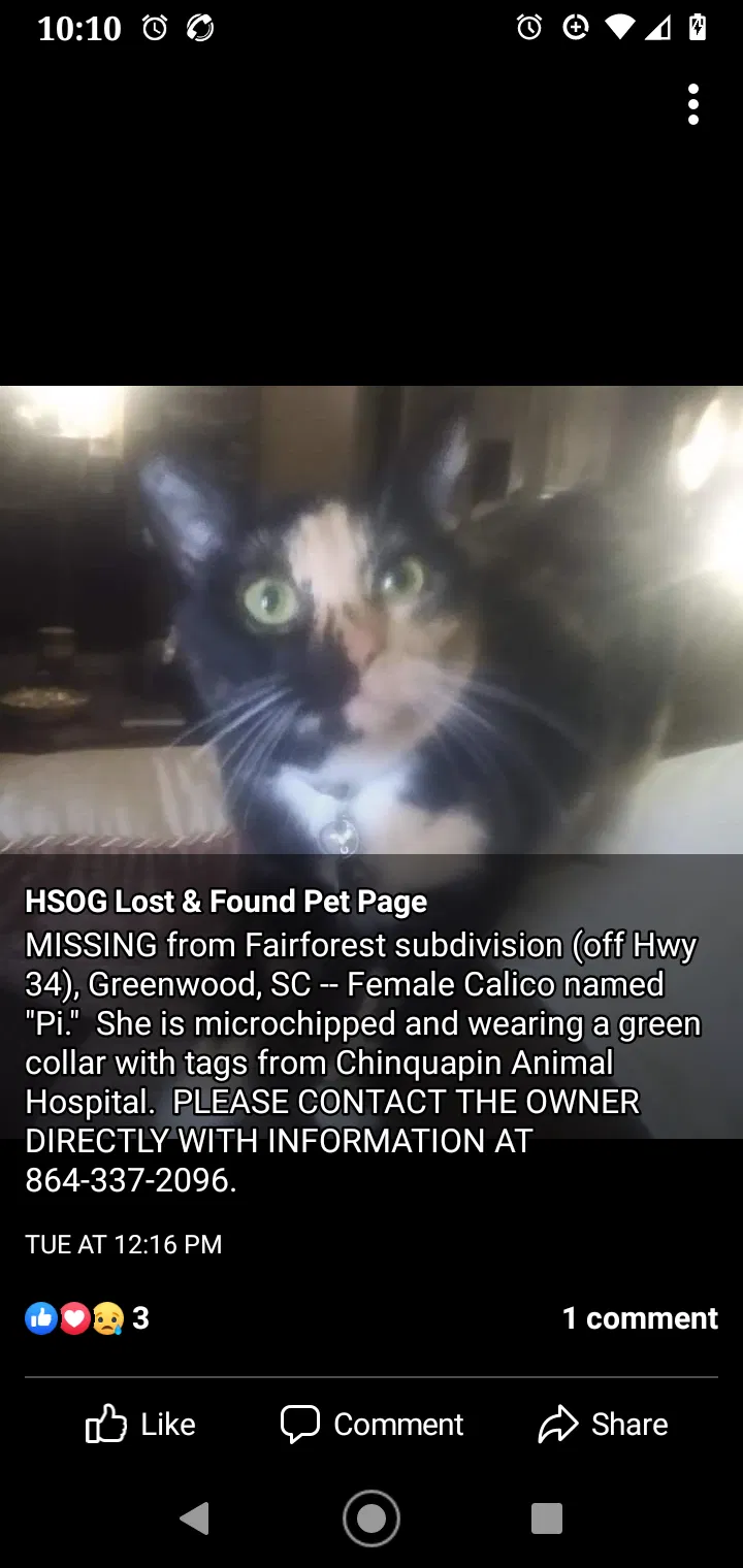 Lost cat in Greenwood, SC, 29646