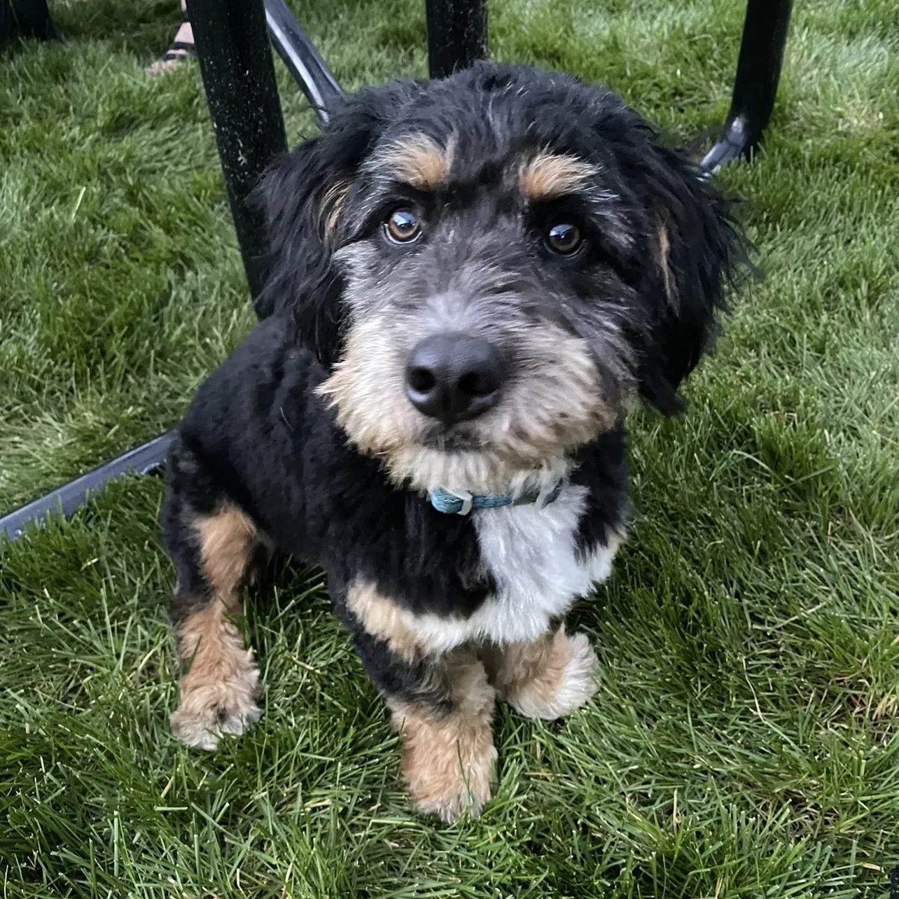 Lost dog in Chicago, IL, 60625