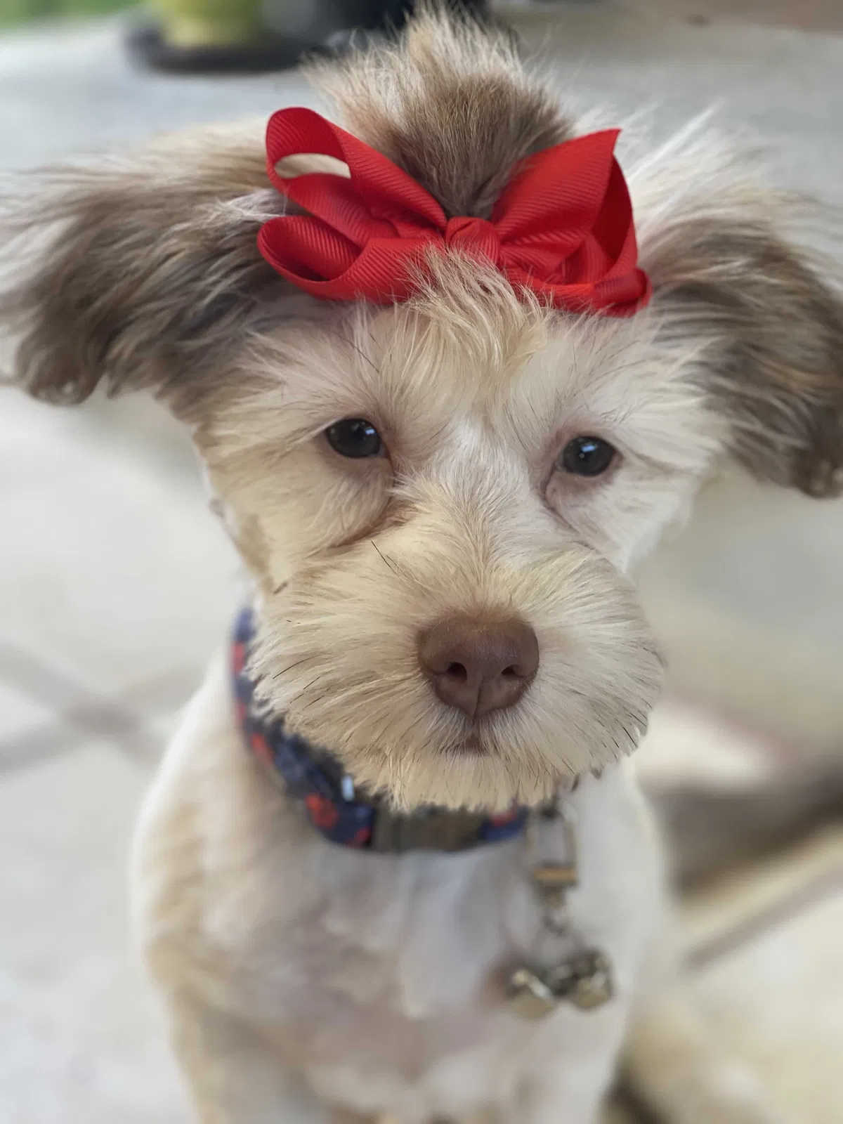 Lost dog in Bakersfield, CA, 93314