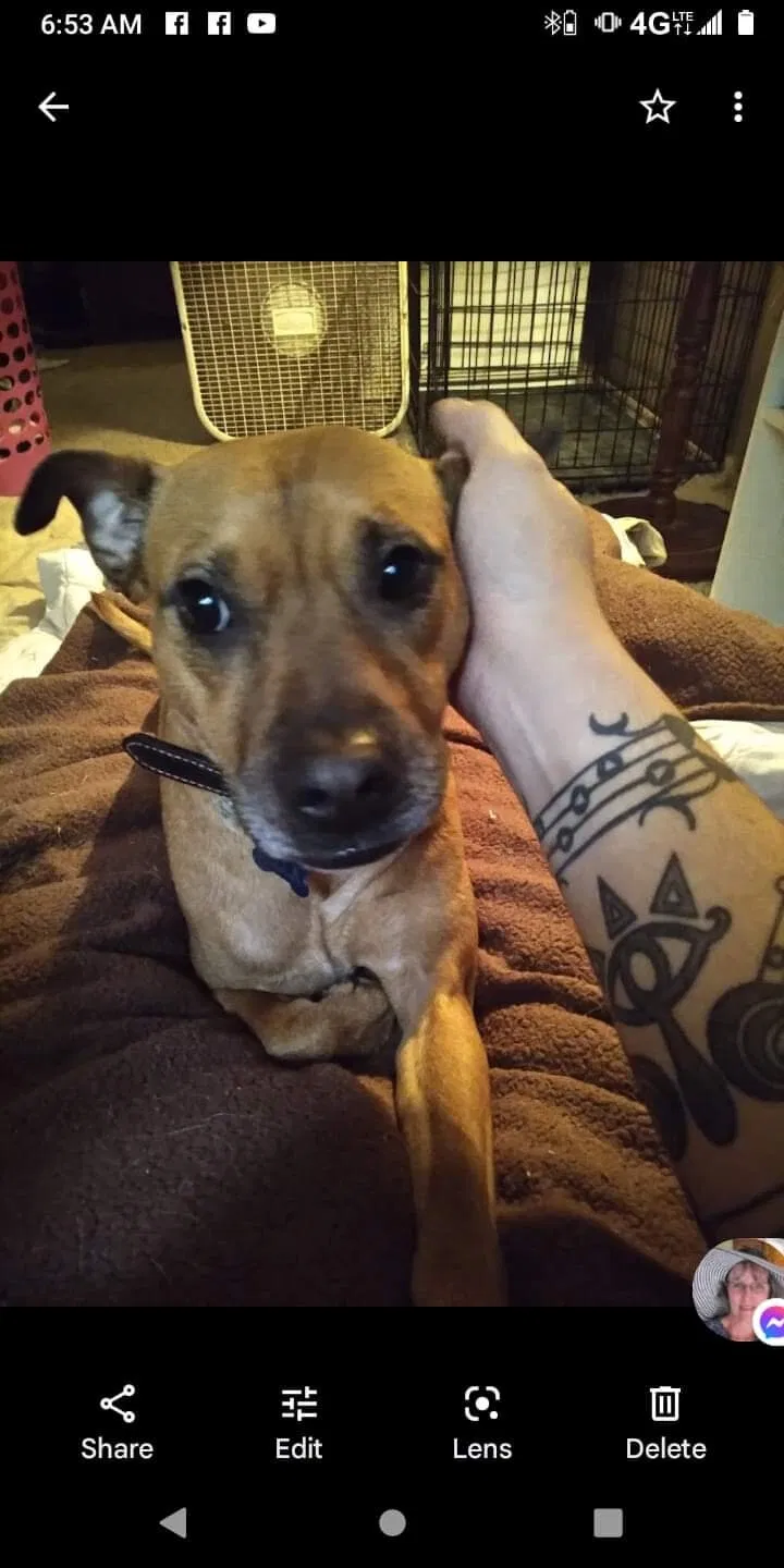 Lost dog in Waxhaw, NC, 28173