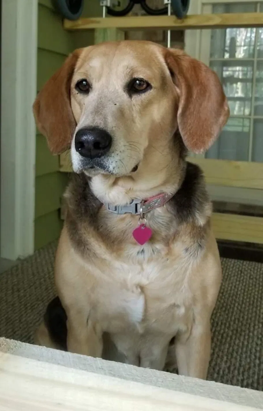 Lost dog in Summerville, SC, 29483