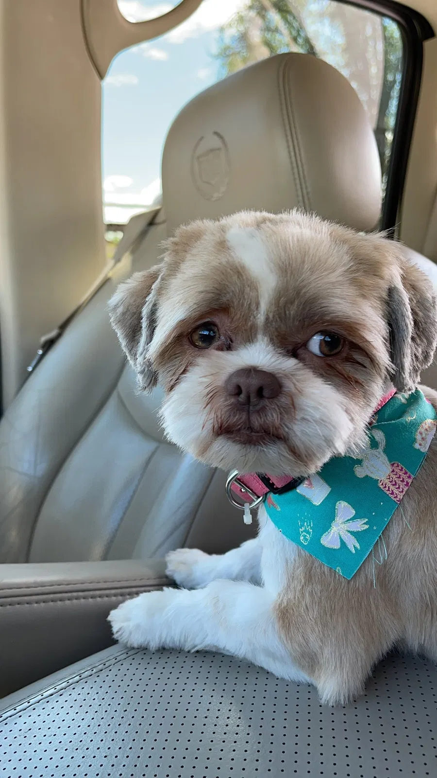Lost dog in Albuquerque, NM, 87105