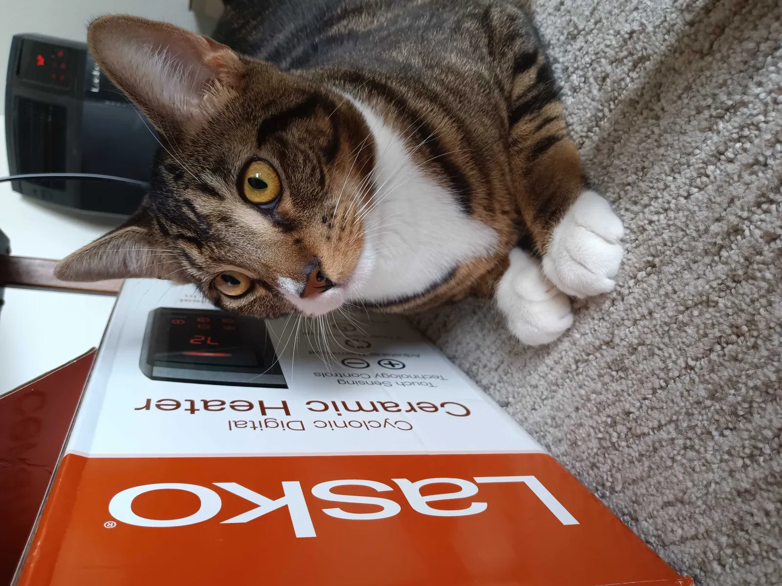 Lost cat in Pullman, WA, 99163
