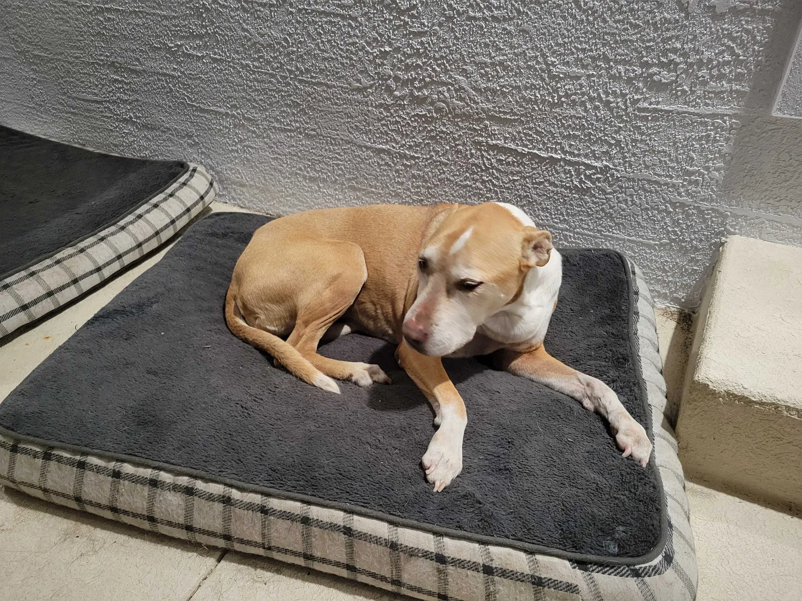 Lost dog in Lakeland, FL, 33813