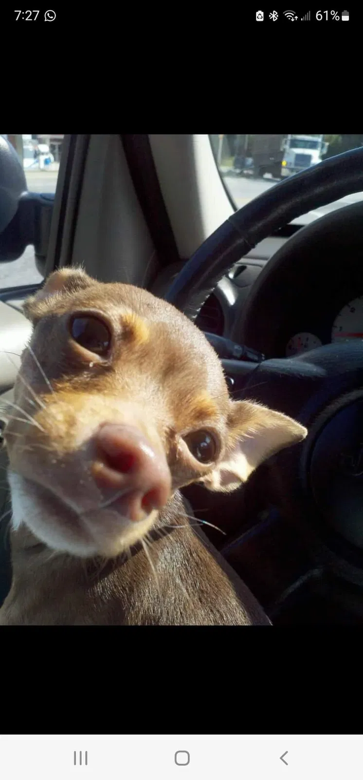 Lost dog in Atlanta, GA, 30318