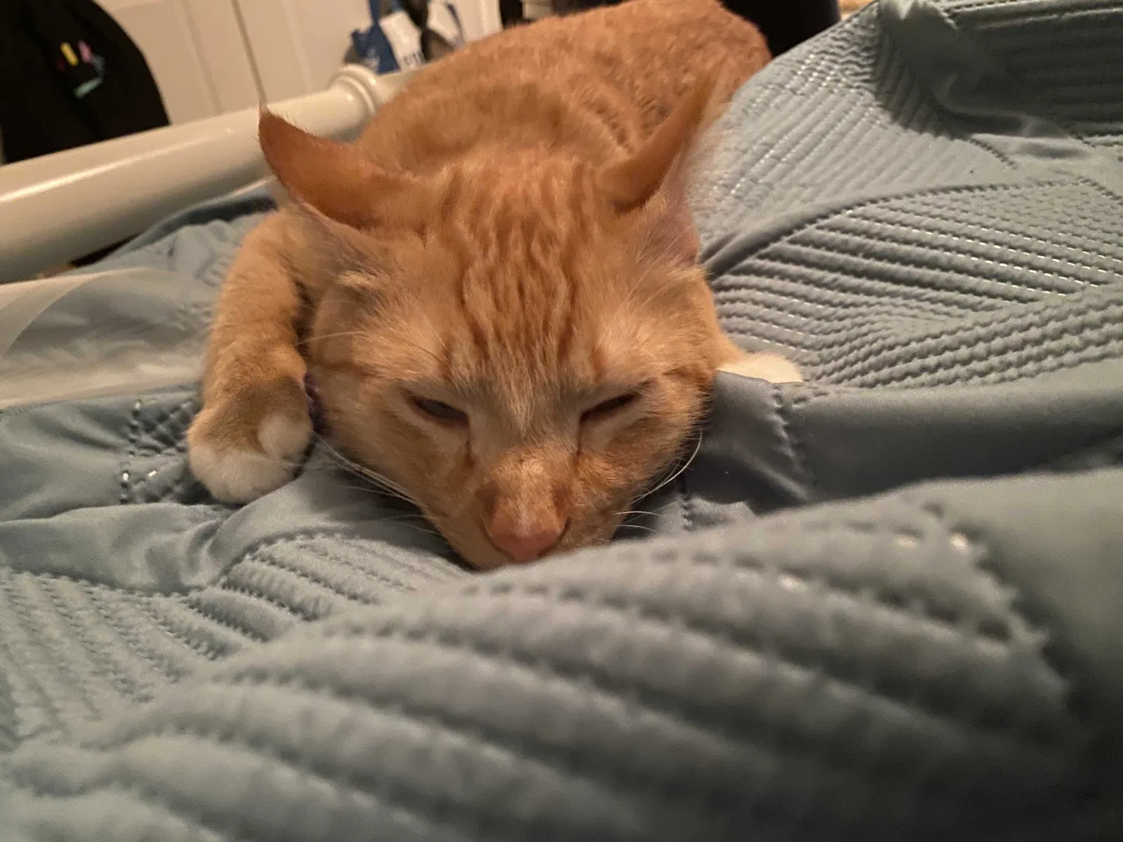 Lost cat in Chattanooga, TN, 37411