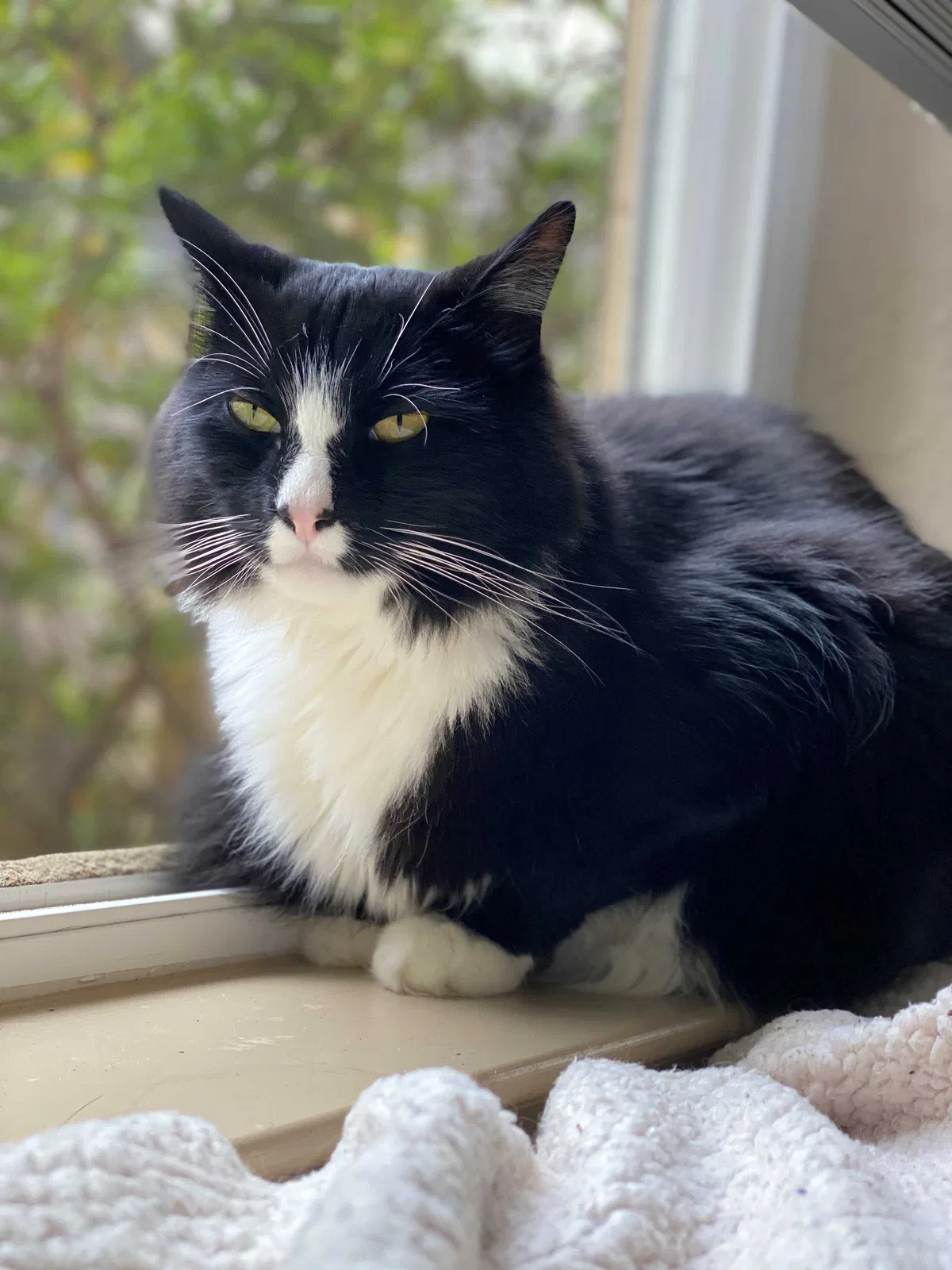 Lost cat in Seaside, CA, 93955