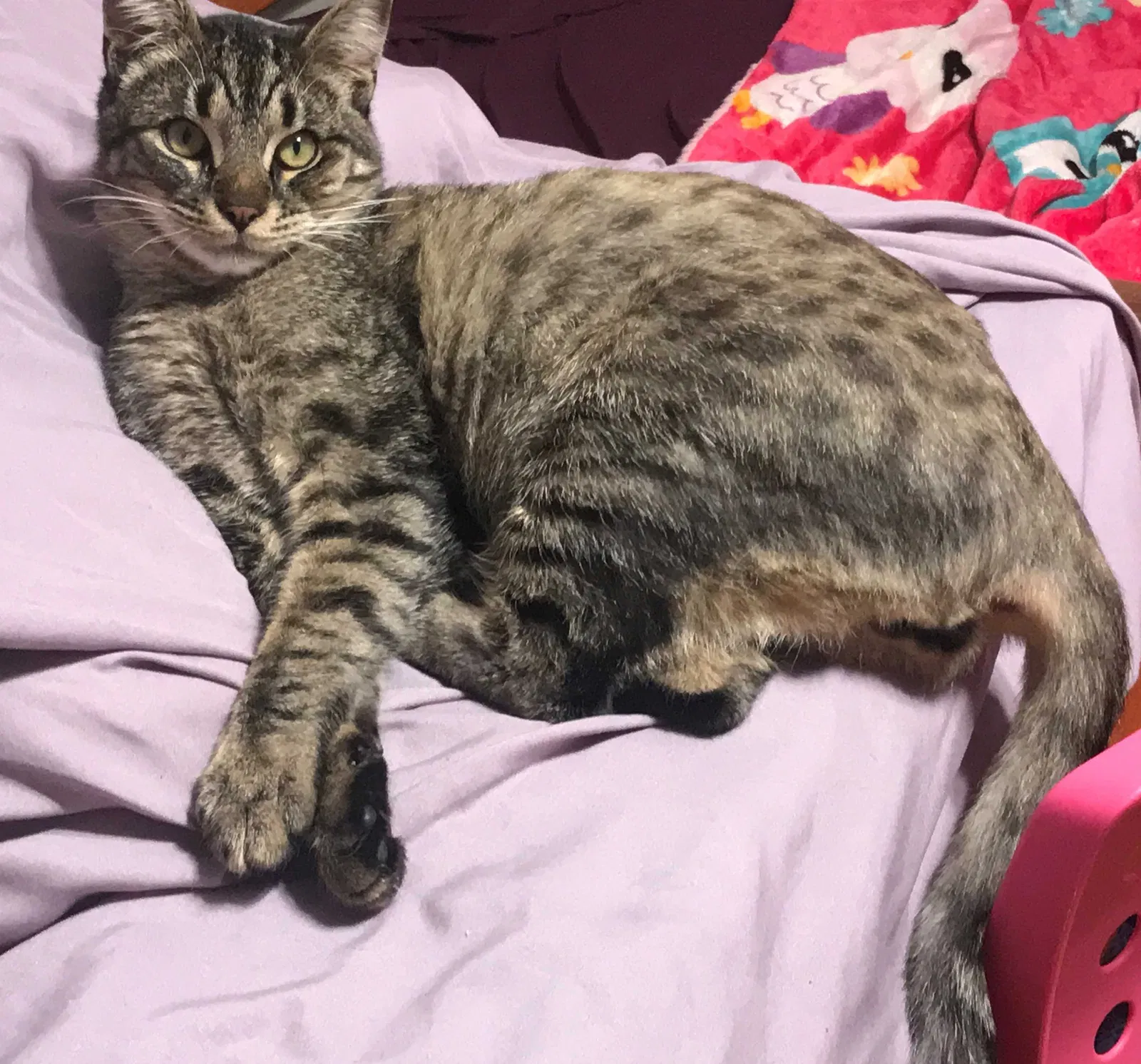 Lost cat in Lemon Grove, CA, 91945