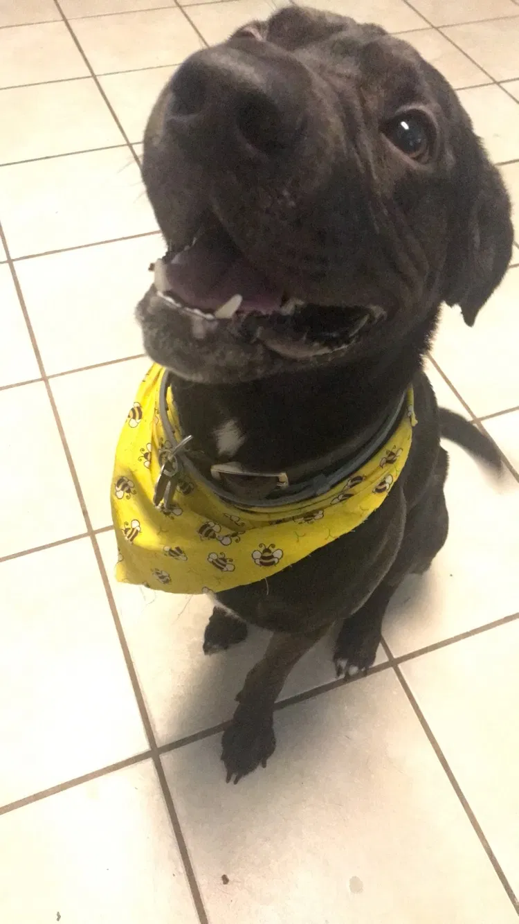Lost dog in Jackson, MS, 39211