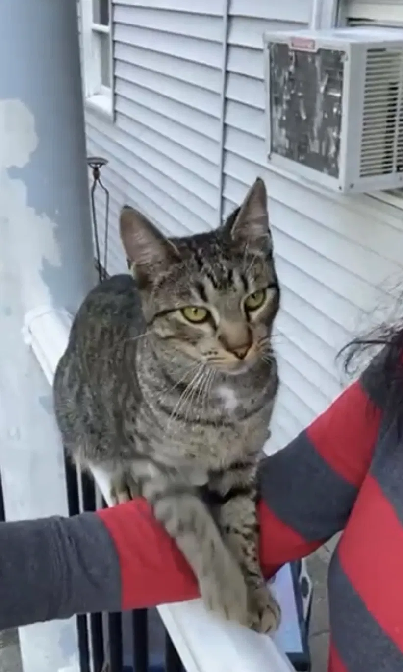Lost cat in Brentwood, NY, 11717