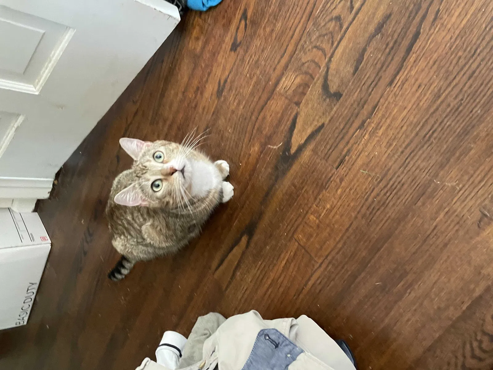 Lost cat in Madison, CT, 6443