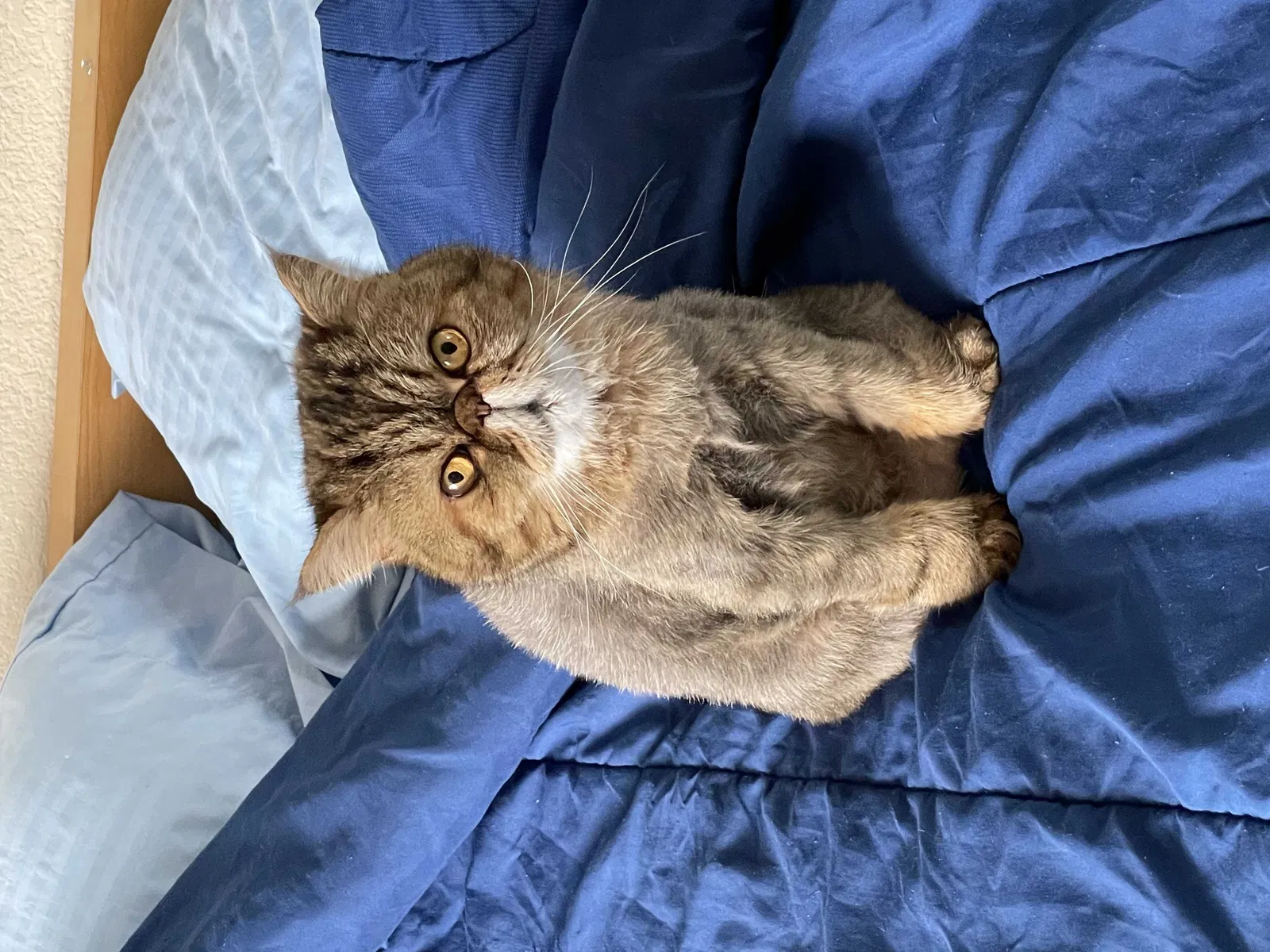 Lost cat in La Jolla, CA, 92037