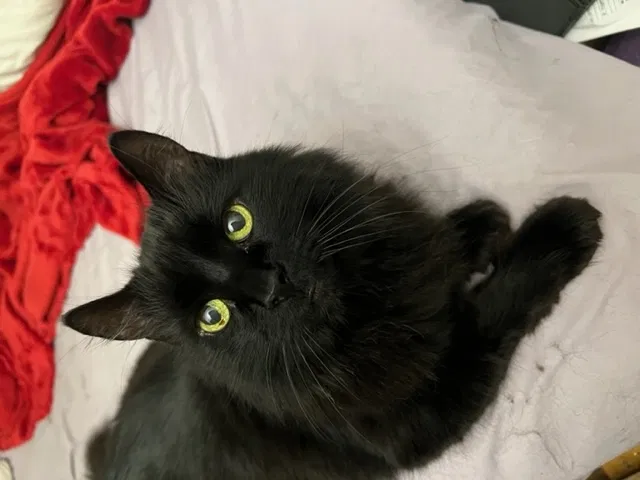 Lost cat in Yonkers, NY, 10701