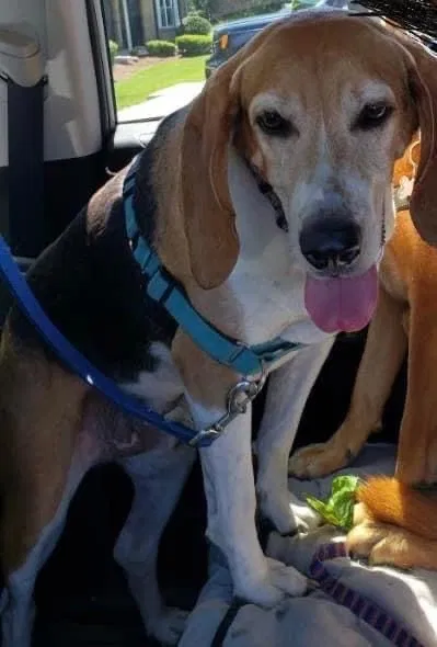 Lost dog in Medford, NJ, 8055