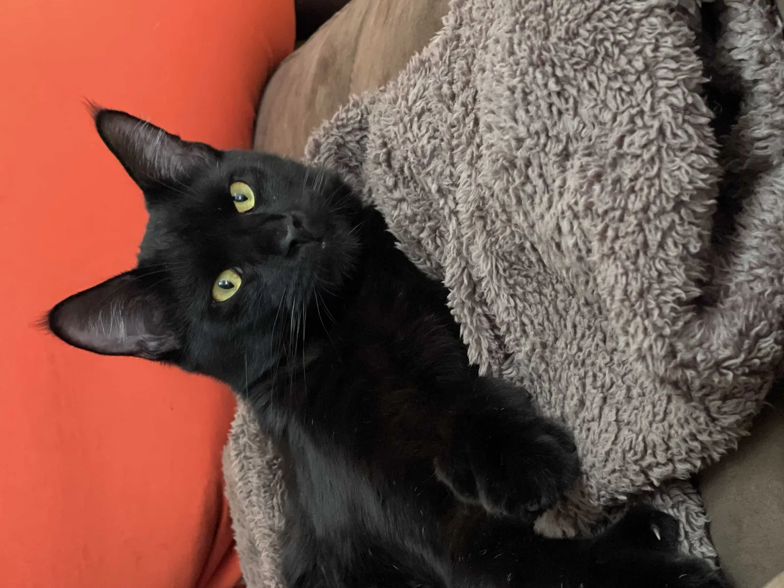 Lost cat in Atlanta, GA, 30338