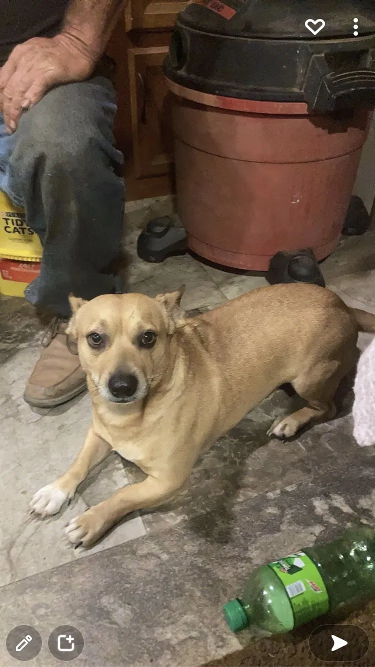 Lost dog in Maryville, TN, 37801