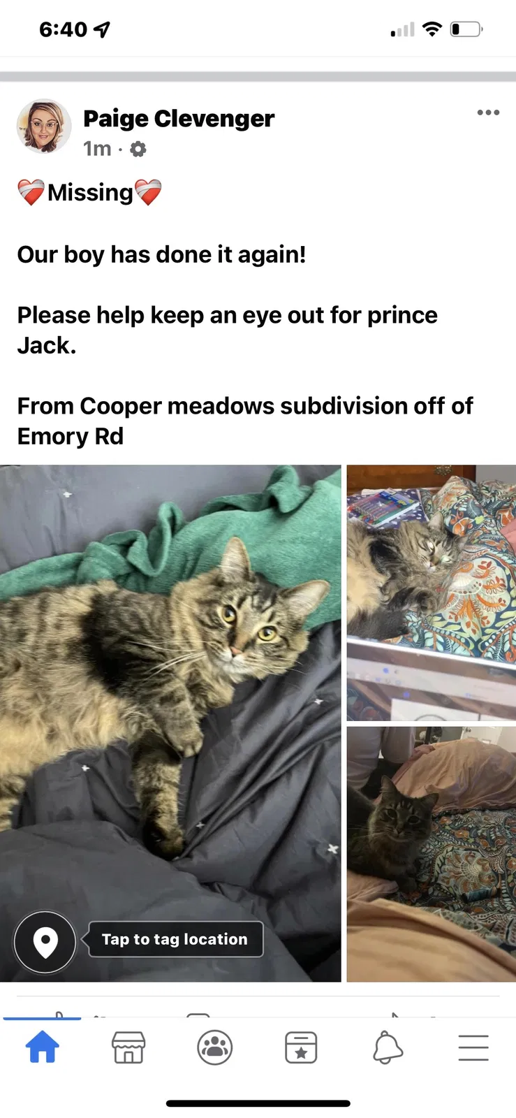 Lost cat in Knoxville, TN, 37938