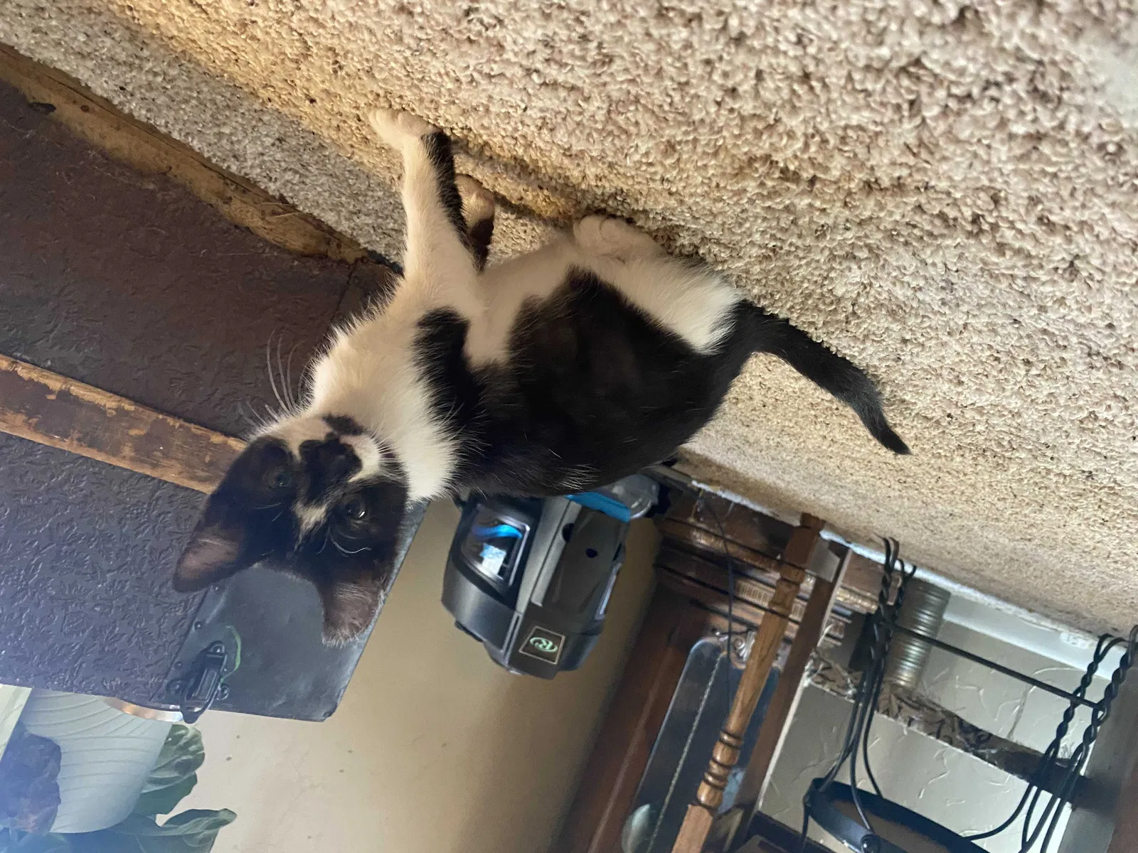 Lost cat in Oklahoma City, OK, 73120