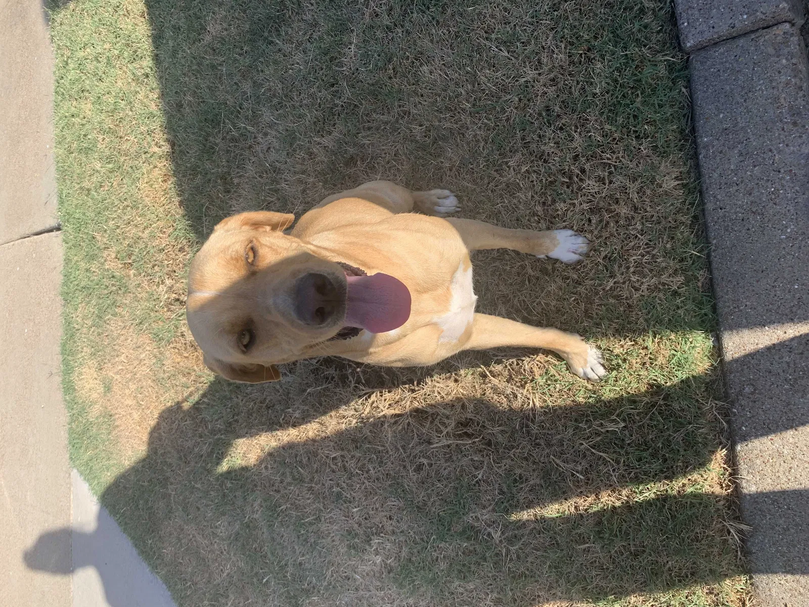 Found dog in Fort Worth, TX, 76110