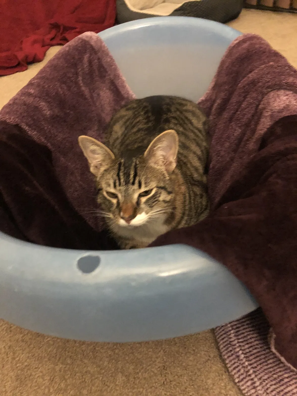 Lost cat in La Jolla, CA, 92037